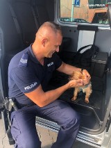 Zostawili psa w samochodzie. Sami poszli na gofry. Zwierzę było skrajnie wycieńczone. Maleńkiego yorka uratowali policjanci z Żor