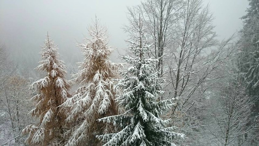 W Beskidach spadł śnieg [ZDJĘCIA]. Warunki w górach trudne! Akcja poszukiwawcza na Szyndzielni