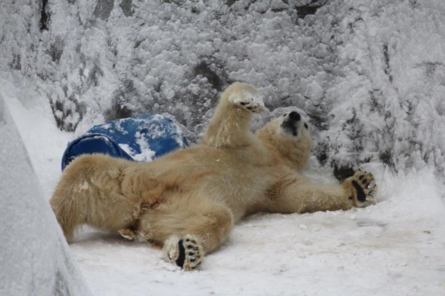 Zwierzęta w warszawskim ZOO rozrabiają na śniegu. Niektórzy lubią zimę! [ZDJĘCIA]