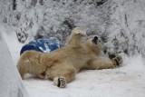 Zwierzęta w warszawskim ZOO rozrabiają na śniegu. Niektórzy lubią zimę! [ZDJĘCIA]