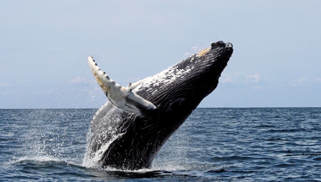 Wieloryb pojawił się w Bałtyku. Nagrał go mieszkaniec Gdyni. Zdjęcie ilustracyjne