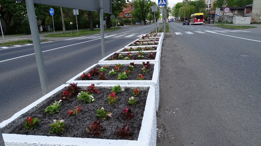 Inowrocław. Nasadzenia kwiatów przy drogach powiatowych [zdjęcia]