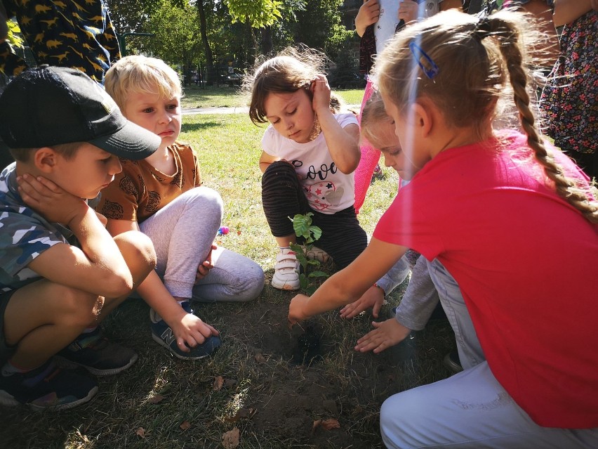 Uczniowie siódemki włączyli się do ogólnopolskiej akcji i zasadzili drzewka na terenie szkoły 