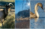 Przyroda budzi się do życia w Dolinie Baryczy. Zwierzęta i cudne widoki na wyciągnięcie ręki. Propozycja wycieczki z dziećmi na Dolnym Śląsk