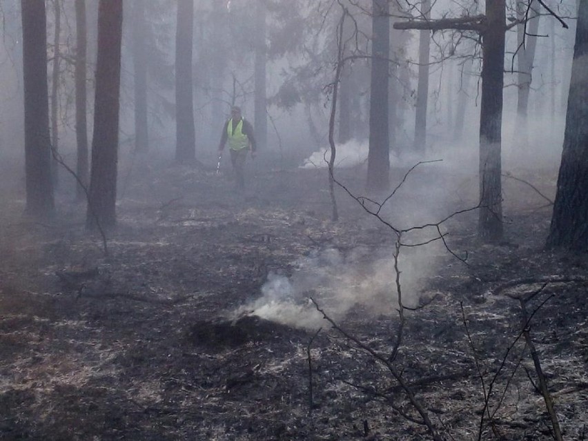 Wielki pożar w powiecie radzyńskim. Spłonęło już około 30 hektarów lasów i  bagiennych siedlisk. Zobacz zdjęcia