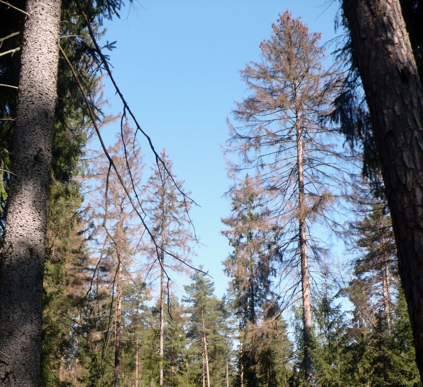 Obumarłe świerki w wyniku rozmnożenia kornika i braku walki...