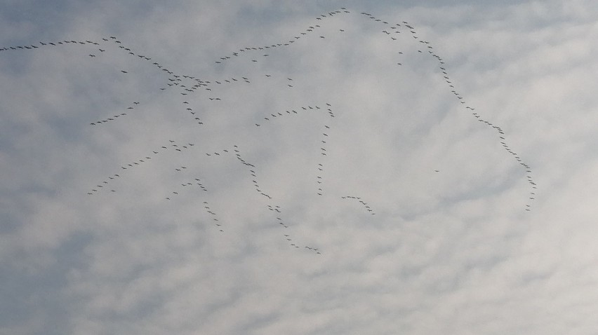 Piękne klucze żurawi sfotografowaliśmy w niedzielę...