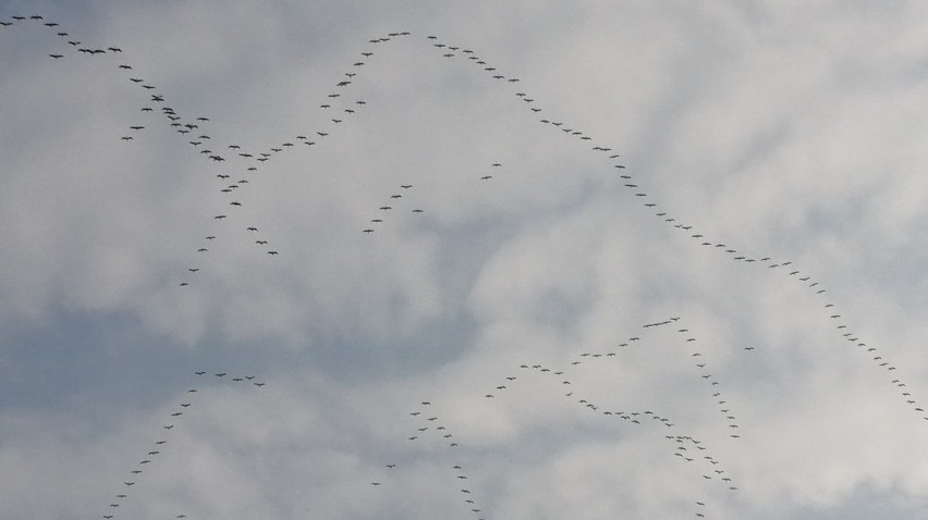 Piękne klucze żurawi sfotografowaliśmy w niedzielę...