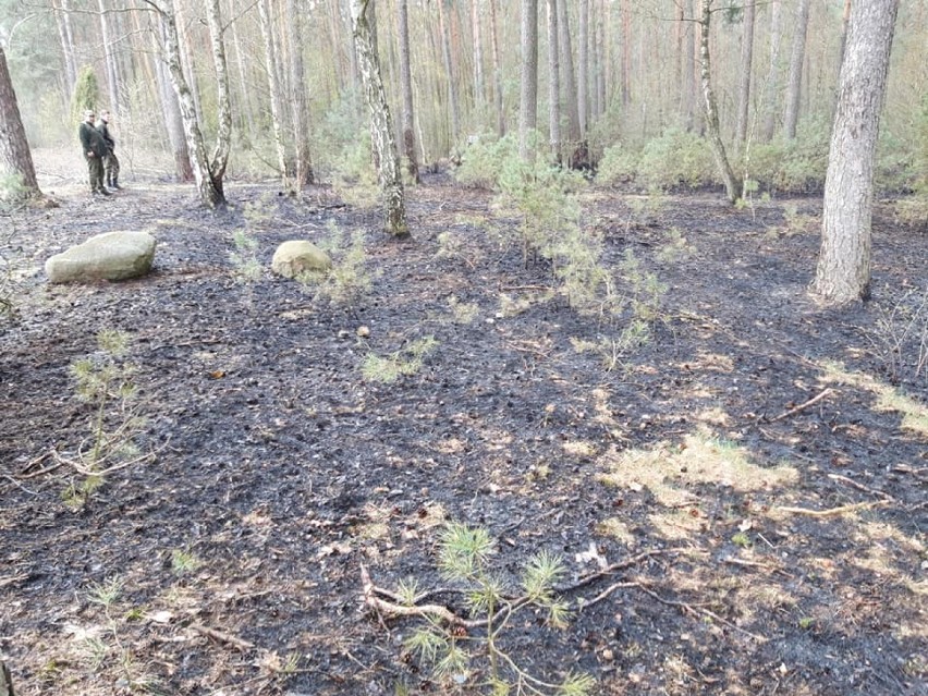 Pożary lasów i traw w powiecie tomaszowskim. Strażacy wyjeżdżają cały czas, władze gmin i leśnicy apelują o ostrożność [ZDJĘCIA]