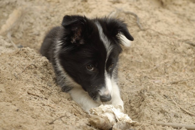 Zaginiony pies w Zawierciu: Właściciele szukają Nany.