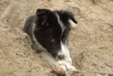 Zaginiony pies w Zawierciu: Właściciele szukają Nany [FOTO]