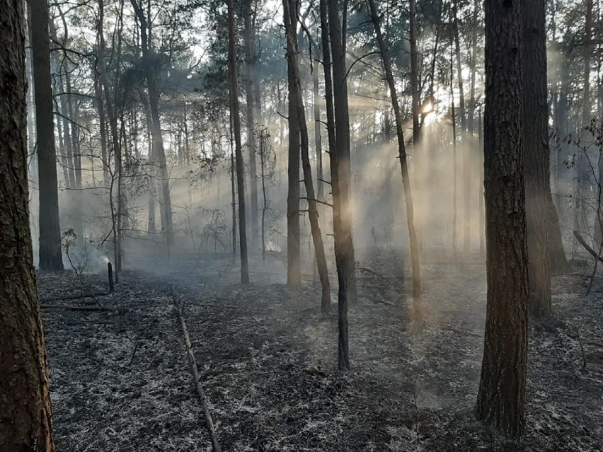 Powiat radomszczański: strażacy gasili pożary łąk i lasów. Wina suszy i podpaleń [ZDJĘCIA]