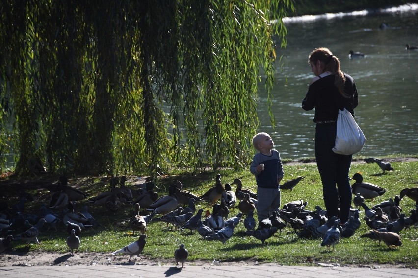 Park Miejski w Kielcach. Młodzi mieszkańcy miasta mogą...