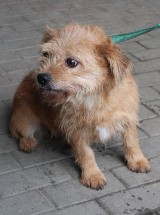 Najnowsze zdjęcia psów z nowotarskiego schroniska [GALERIA]