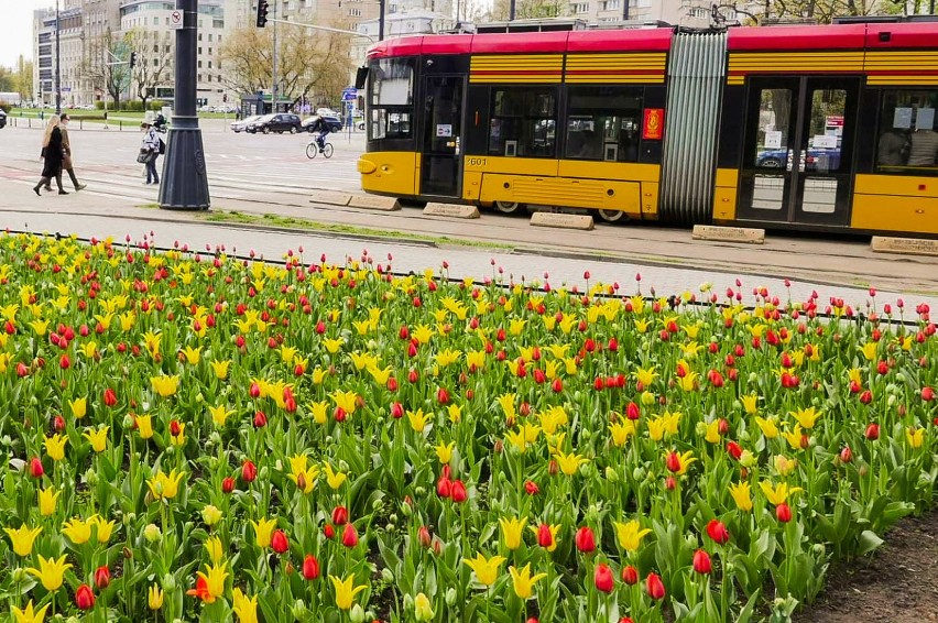 Stolica wiosną. Na ulicach rozkwitły tysiące tulipanów w kolorach Warszawy
