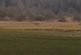 W Nadleśnictwie Choczewo mieszkaniec nagrał pogoń wilków za sarną. Zobaczcie wideo!
