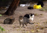 Czy budki dla kotów wrócą na podwórka w centrum Lublina?
