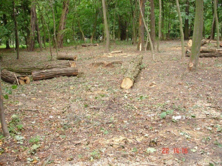 Wycięte drzewa w Laskówcu w Koninie