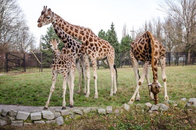 W ramach wydarzenia "#ZOOstańwdomu – ZOObaczonline” codziennie o godz. 14 na profilu ZOO na Facebooku (LINK) można oglądać relacje prosto z ogrodu zoologicznego. Pracownicy pokazują wybranych podopiecznych i opowiadają co u nich słychać. 
- W nagraniach znajdziecie wiele ciekawych informacji, dzięki którym jeszcze lepiej poznacie nasze zwierzęta. Bądźcie czujni, bo opiekunowie będą zadawać wam zagadki – czytamy na stronie wydarzenia. Do tej pory odbyło się już spotkanie ze słonicą Fryderyką, arami hiacyntowymi - Takarą i Josh'em, hipopotami - Hugonem i Pelagią czy gorylem Bwaną.