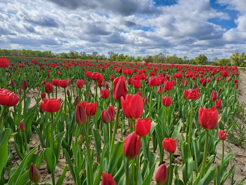 W tym roku w tulipanowym ogrodzie jest kilkanaście odmian...