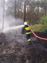 Trzeci stopień zagrożenia pożarowego w Lasach Spalskich. W weekend paliło się m.in. koło Inowłodza [ZDJĘCIA]