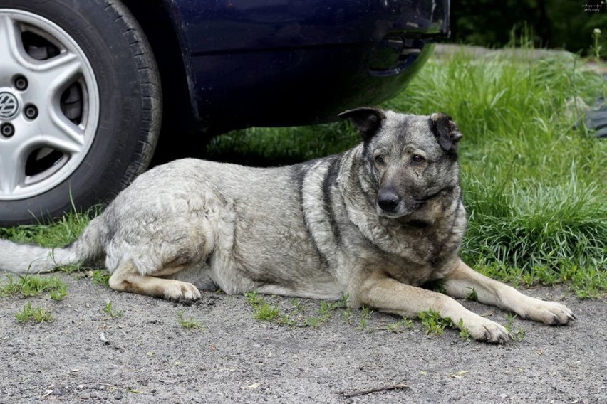 Chełmskie schronisko dla zwierząt jest przepełnione - zobacz zdjęcia piesków do adopcji