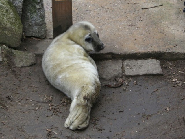 Narodziny foki w płockim zoo