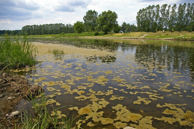 13 maja, Warta w Sierakowie przy moście drogowym