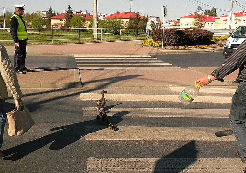 Policjanci pomogli kaczkom przejść przez ulicę