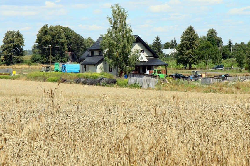 Lubelskie. Ciało ze śladami pogryzienia znalezione po tygodniu w pszenicy. Kolejna ofiara zbiegłych psów?