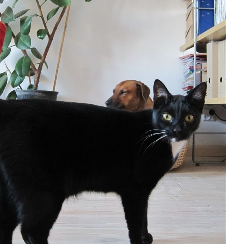 Malbork: Właściciele zaginionych kotów proszą o pomoc