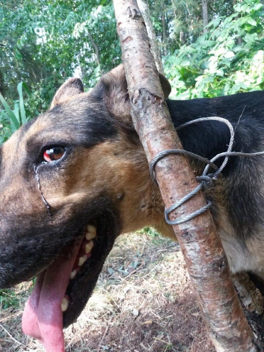 Pies przywiązany stalową linką do drzewa: Ten widok rozdziera serce... Sprawcy szuka policja