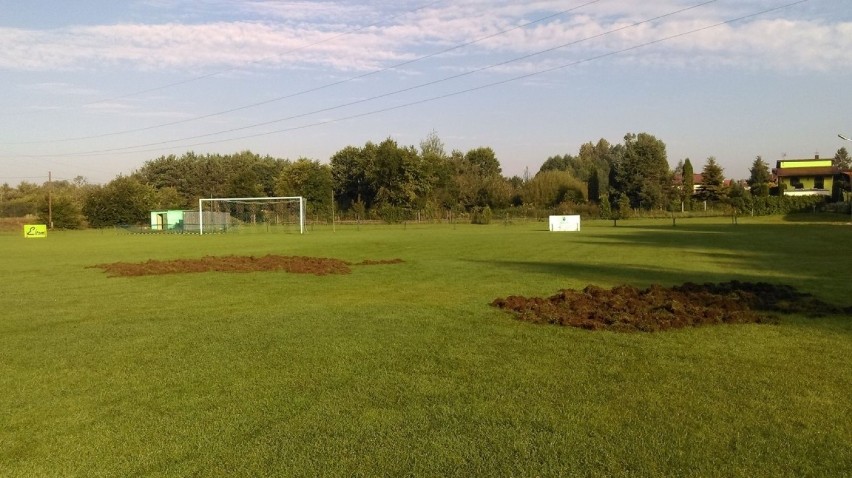 W Poraju piłkarze walczą z dzikami. Zwierzęta każdej nocy niszczą murawę na stadionie Polonii