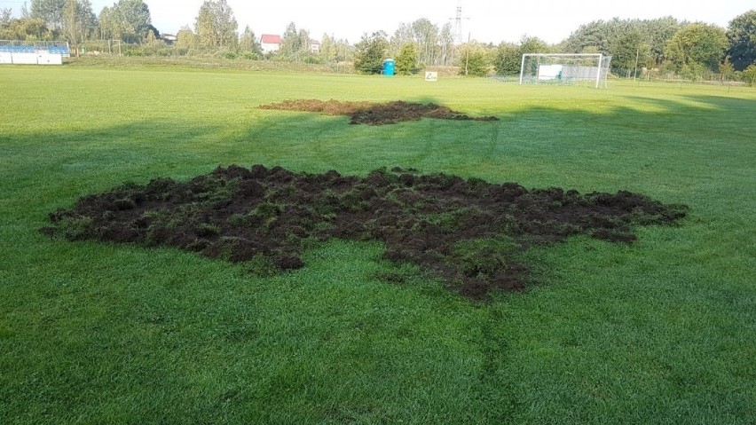 W Poraju piłkarze walczą z dzikami. Zwierzęta każdej nocy niszczą murawę na stadionie Polonii