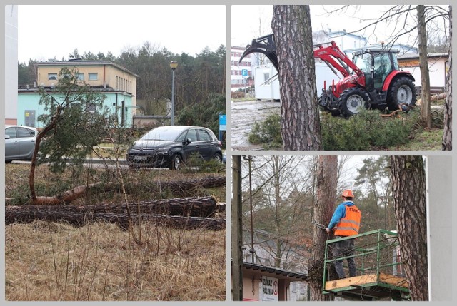 Trwa wycinka drzew na terenie szpitala we Włocławku. To początek inwestycji - budowy pawilonu nr 4.