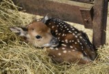 W zoo w Zamościu przyszły na świat siki wietnamskie. To podgatunek jelenia wschodniego, który wyginął na wolności. Zobacz zdjęcia