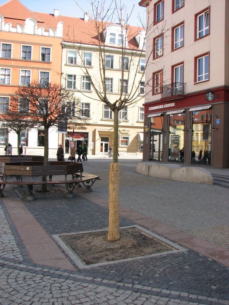 Wrocław: Nowe drzewka na Świdnickiej (ZDJĘCIA)