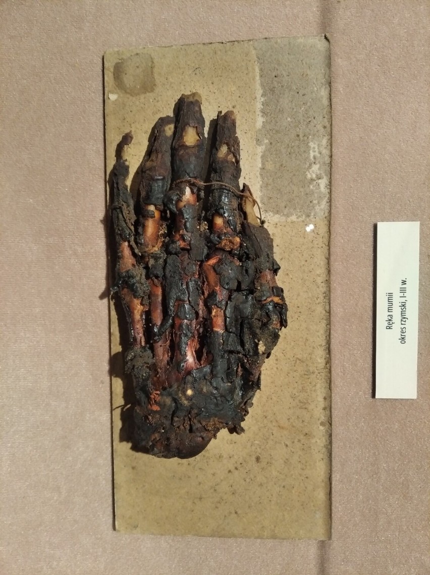 Dłoń mumii - jeden z eksponatów na wystawie "Śladami...