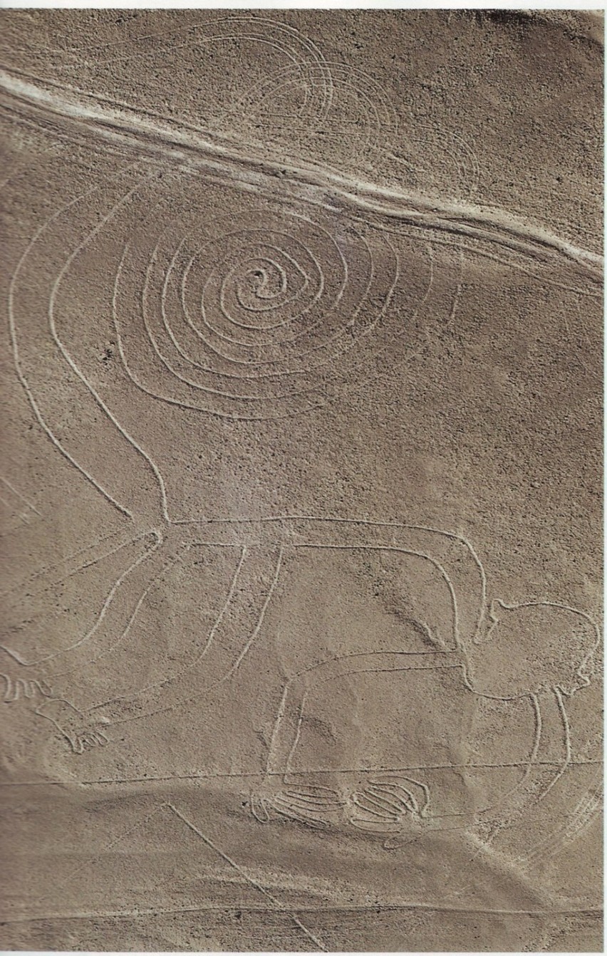 Małpa w Płaskowyżu Nazca.