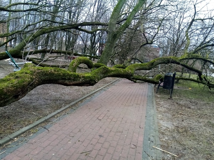 Przewrócone drzewa w parku przy ulicy Wazów w Słupsku.