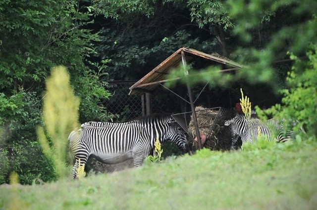 Zebra Yuma w Nowym Zoo - ceremonia adopcji oraz zawieszenia pamiątkowej tabliczki