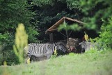 Nowe Zoo: Zebra w poznańskim ogrodzie zoologicznym została zaadoptowana [ZDJĘCIA]