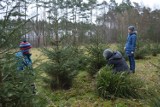 Leśnictwo Parzno sprzedaje choinki 22 i 23 grudnia. Drzewka można sobie wybrać i samemu wyciąć czy wykopać , CENY