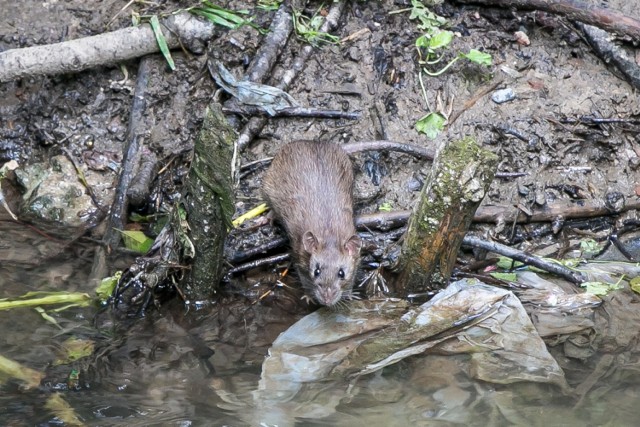 Szczury można spotkać codziennie w parku Kościuszki na Prądniku Białym
