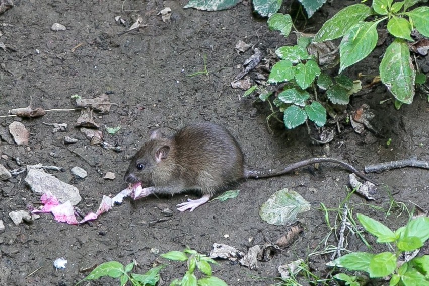 Szczury można spotkać codziennie w parku Kościuszki na...