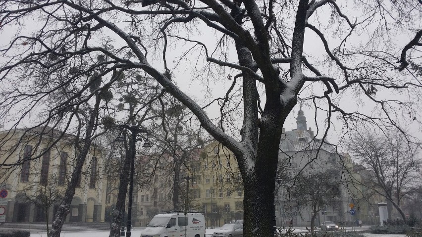 Park Kochanowskiego cały w bieli. Bydgoszcz pod śnieżną pierzynką [zdjęcia]