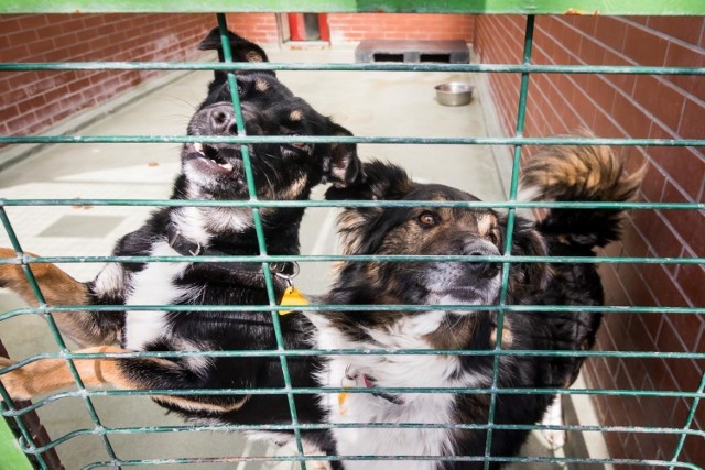 Od kilku miesięcy trwa rozbudowa bydgoskiego schroniska dla zwierząt. Obecnie trwają pracy przy wykończeniu konstrukcji nowego budynku. Rozbudowa schroniska ma zakończyć się jesienią. Inwestycja kosztuje blisko 3 mln złotych. 

FLESZ - Matematyka do poprawki, czy nie będzie już obowiązkowa na maturze? NIK alarmuje, że poziom jest fatalny
