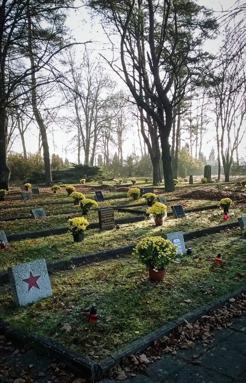 W Suwałkach na grobach zasłużonych dla miasta osób ustawiono 800 chryzantem