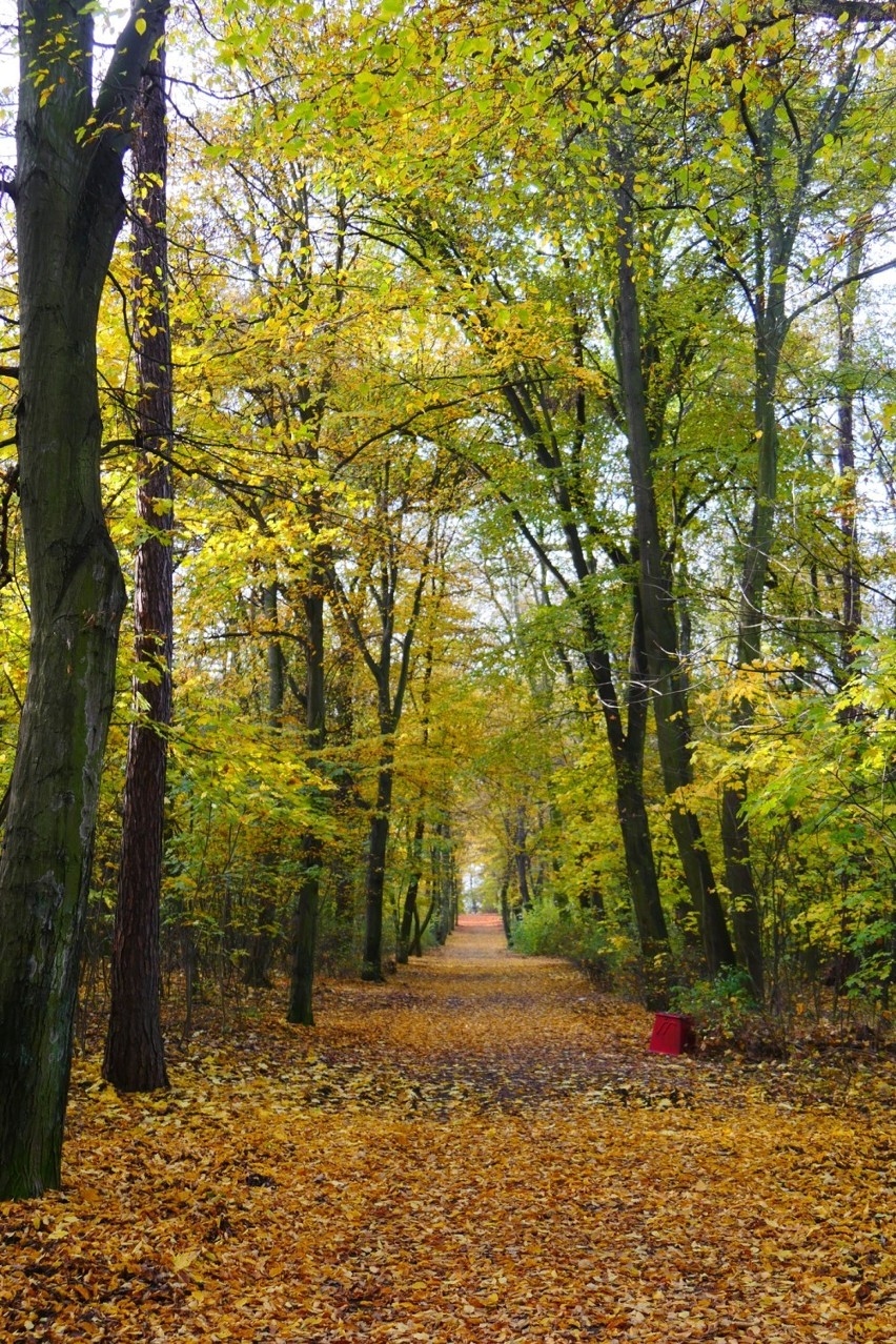 Złota jesień w Lasku Złotoryjskim w Legnicy