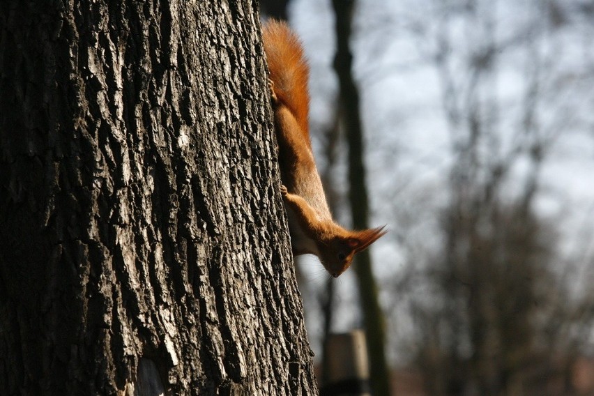 Wiewiórki w legnickim parku (ZDJĘCIA)